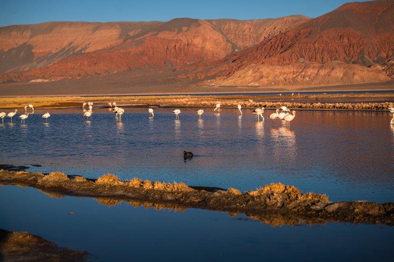 Visit Geyser del Tatio, the largest geyser field in the southern hemisphere and the third largest in the world