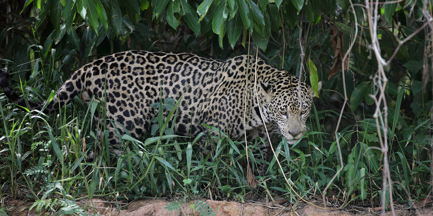 Discover Brazil’s Pantanal