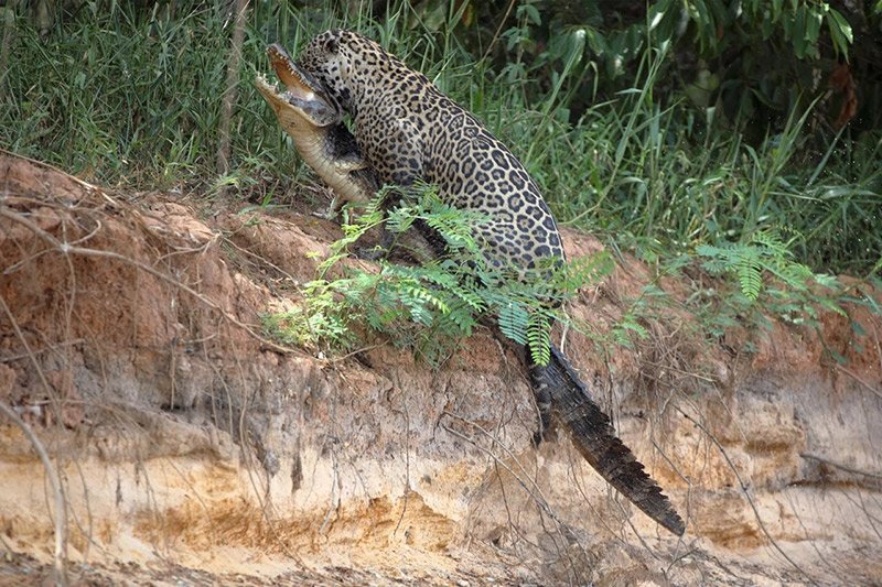 Excellent chances of seeing the majestic Jaguar
