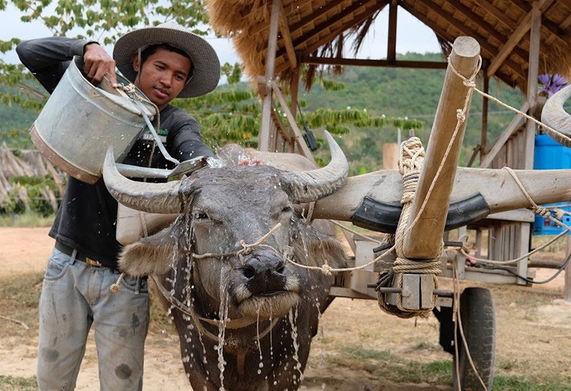 Travel through the Cardamom Mountains, staying in a tented camp