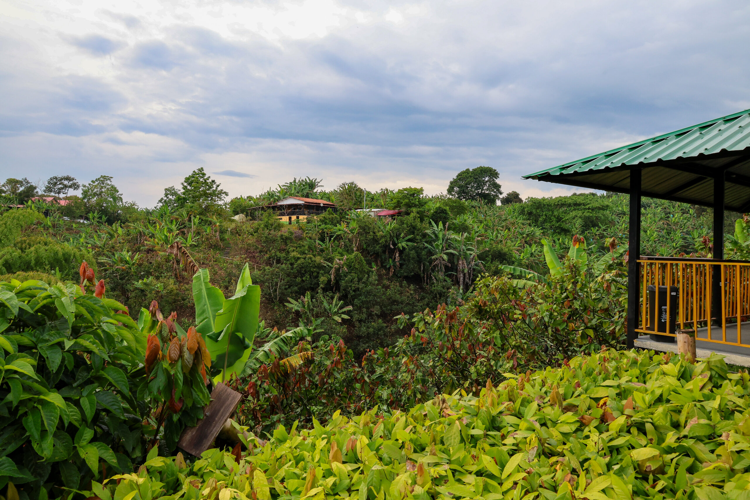 Learn about coffee cultivation in the Coffee region, the core of the Arabica-growing region