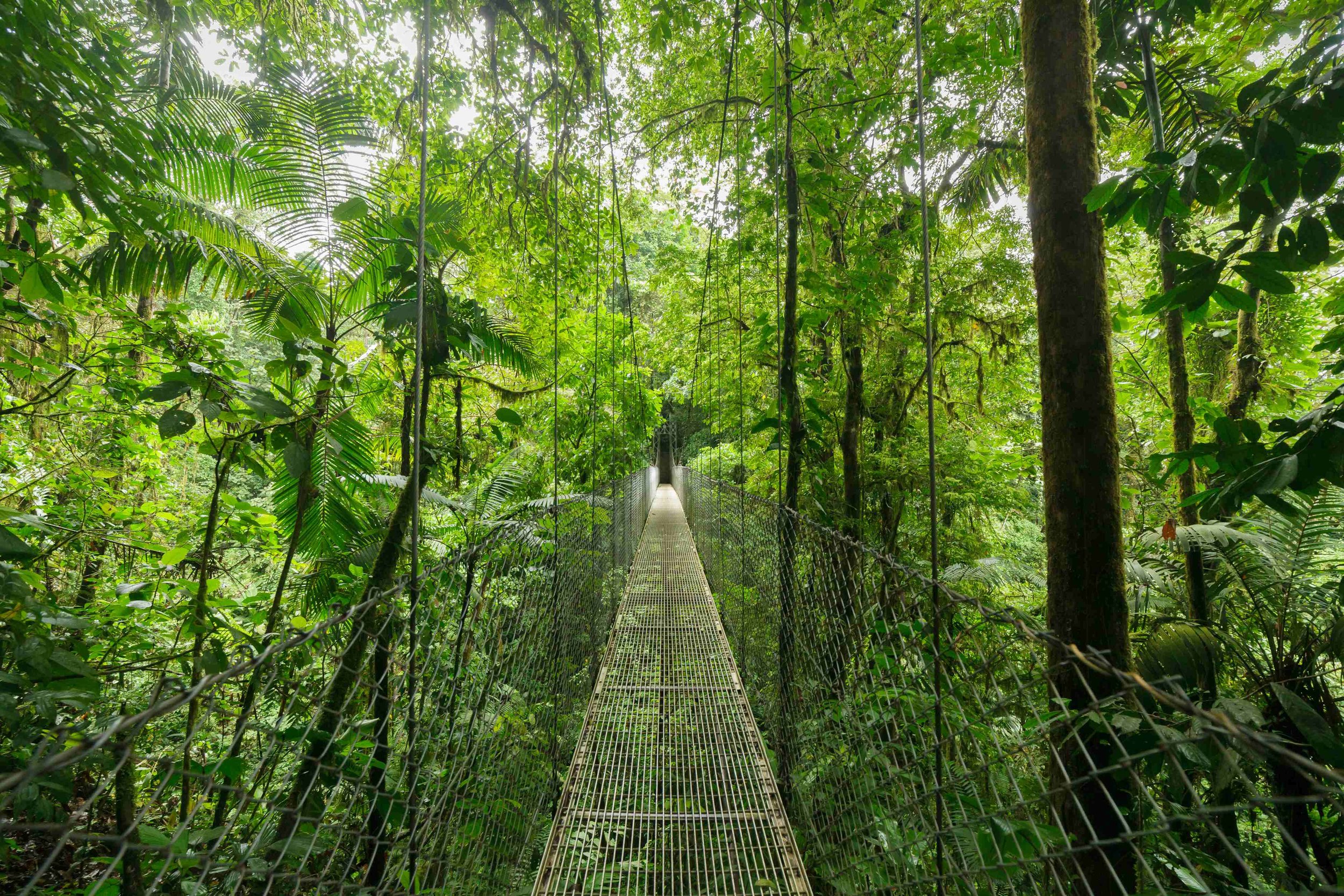 Explore the rich biodiversity of Monteverde Cloud Forest
