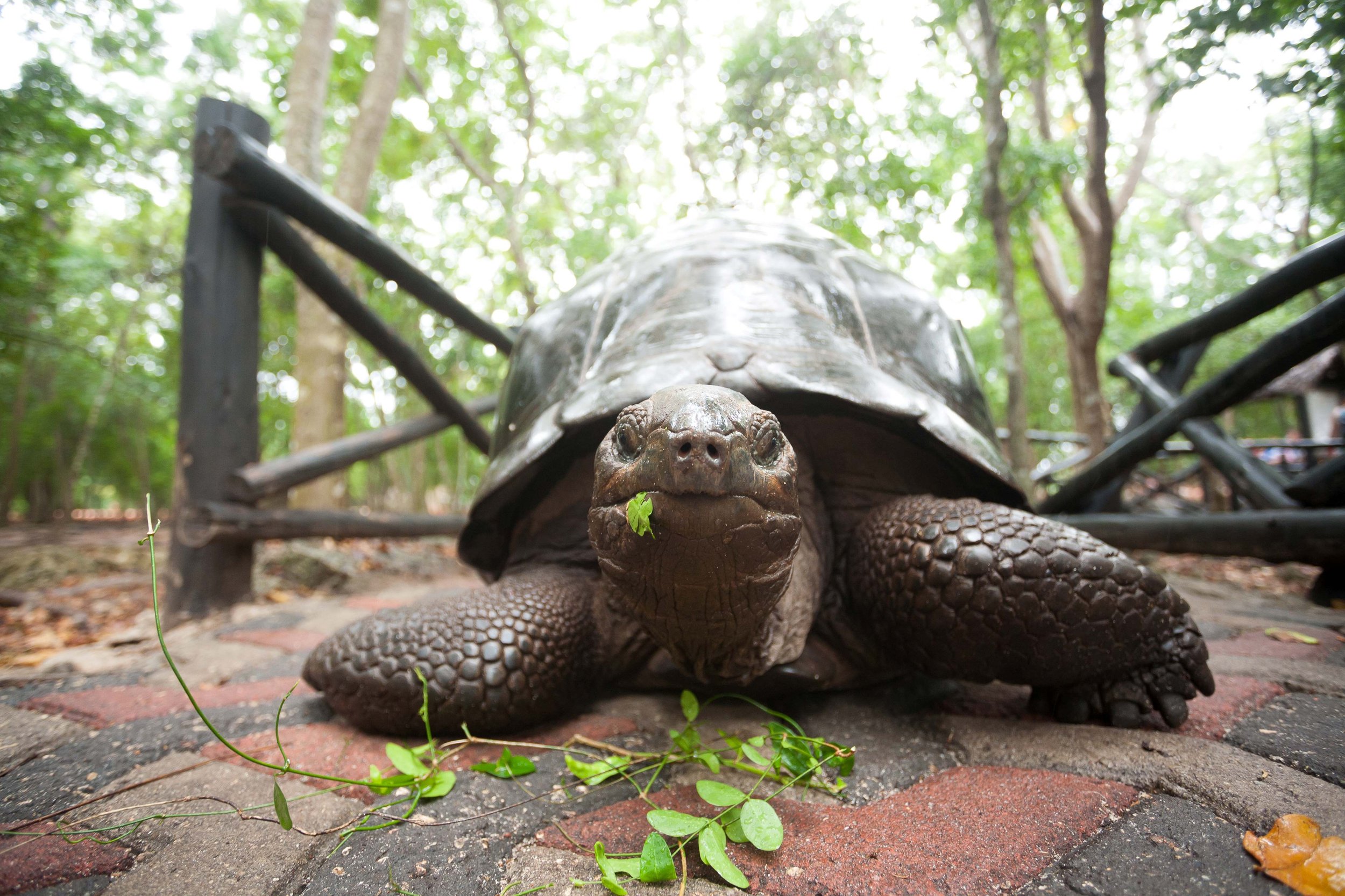 Explore Zanzibar and visit Prison Island to see giant tortoises and do a bit of snorkeling before  making your way to a spice farm to see, smell, and taste freshly grown spices and fruits