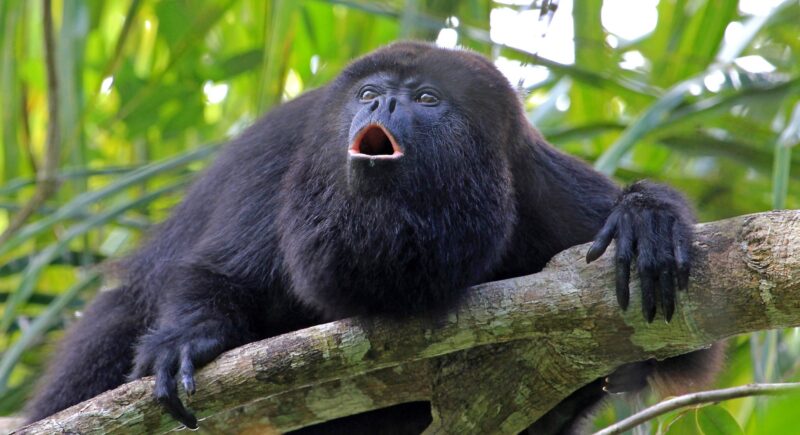 Hidden Guianas with Mark Huggins