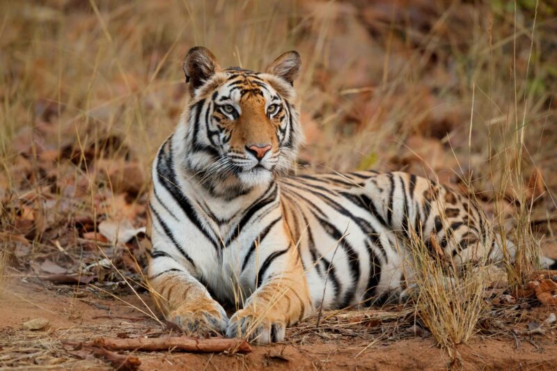 Big Cats and Small Kingdoms