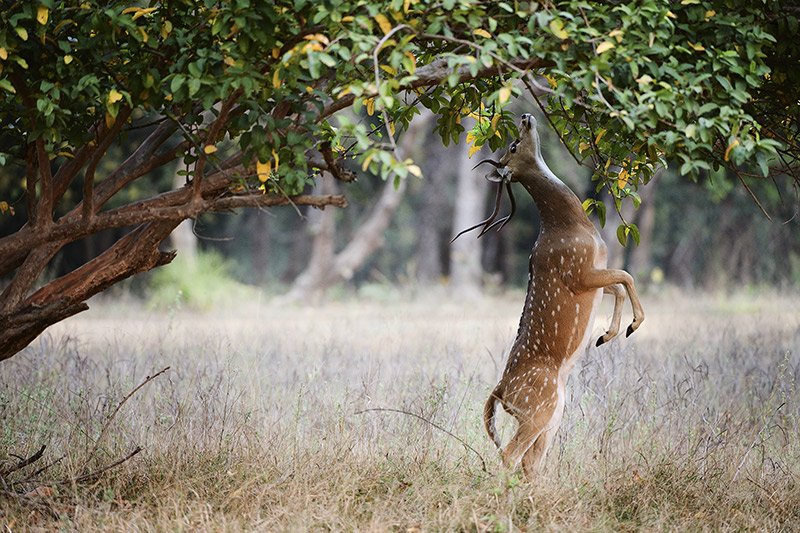 Experience India's rich and diverse wildlife through its distinctive landscapes