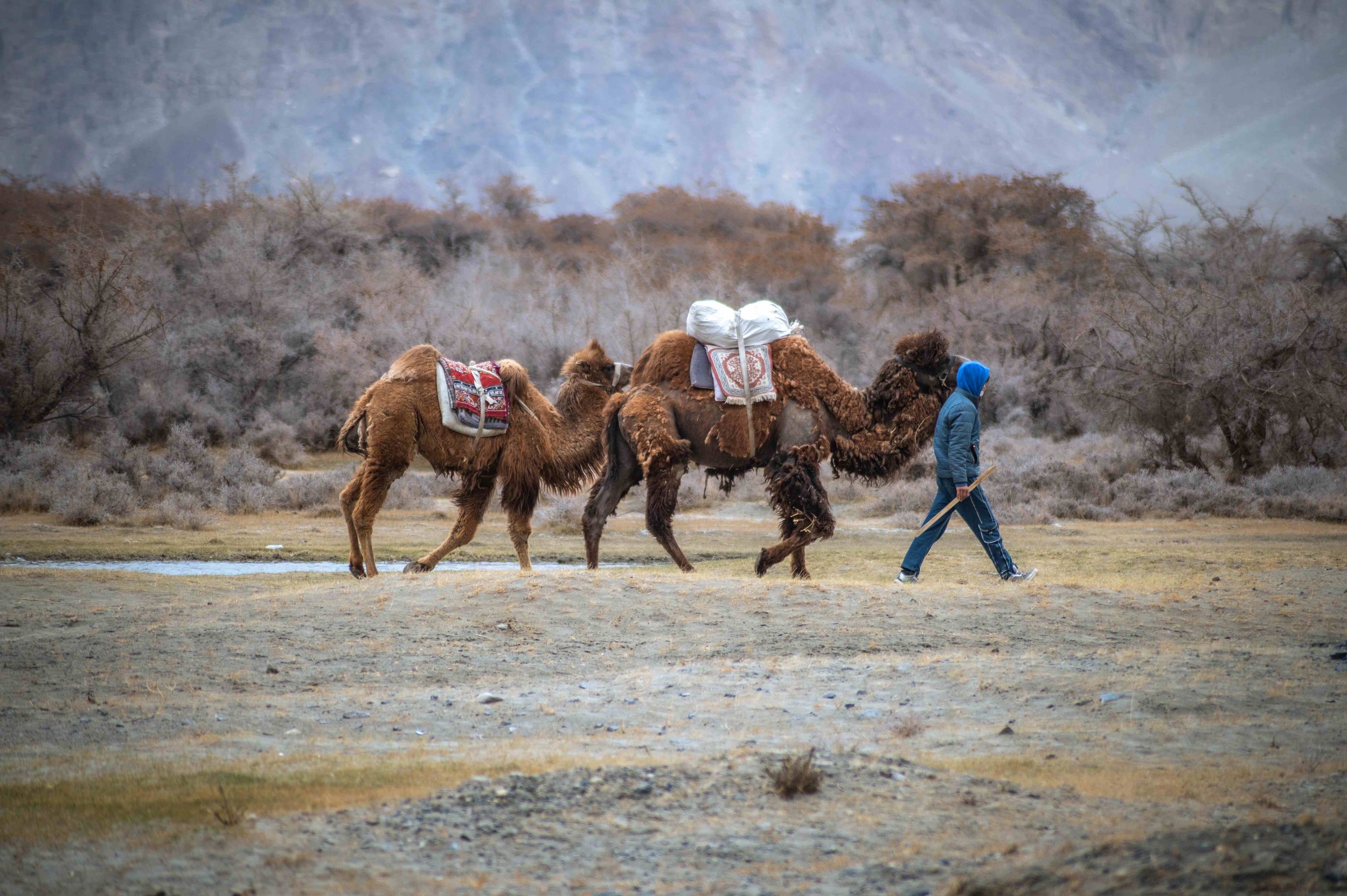 Travel to the isolated Turtuk and nearby villages close to the border with Pakistan