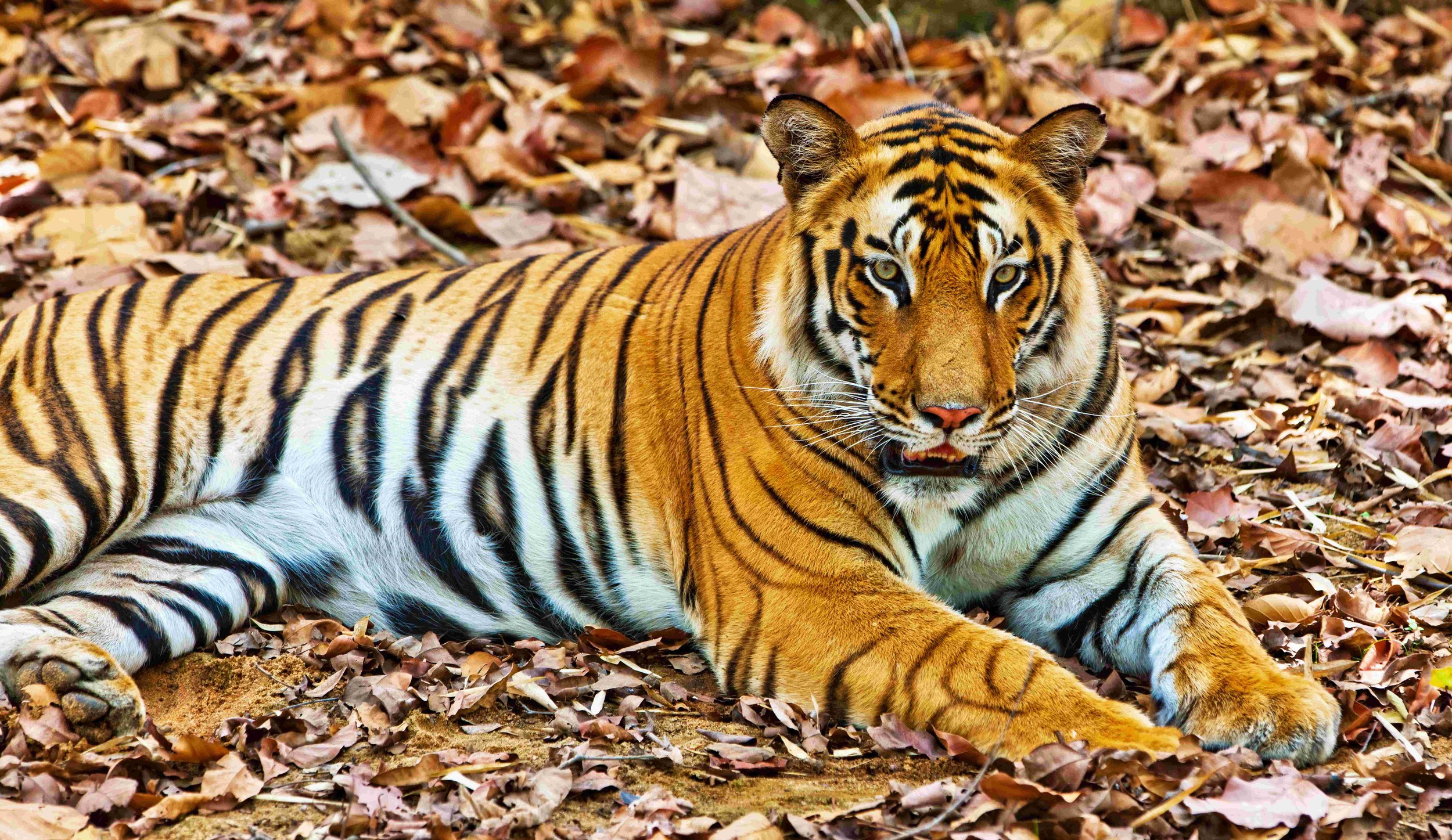 Search for the incomparable tigers in Bandhavgarh and Kanha National Parks