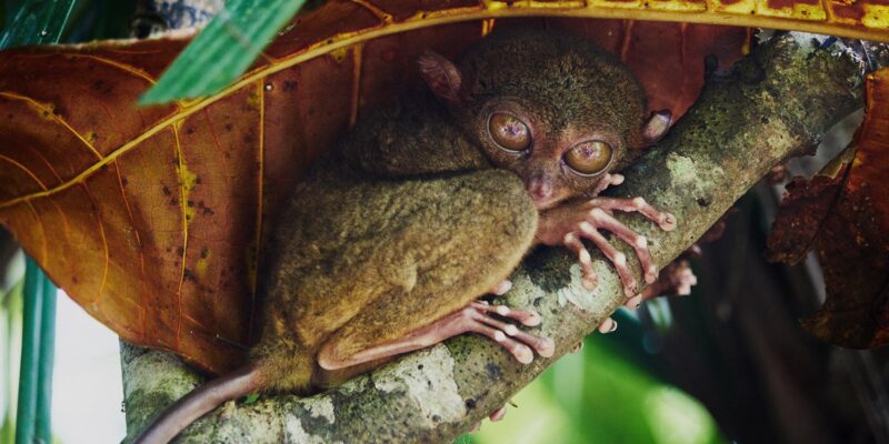 Indonesia