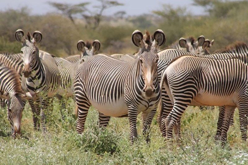 Explore little visited regions of northern Kenya, home to several ethnic groupsVisit the Chalbi Desert where only the toughest species survive
