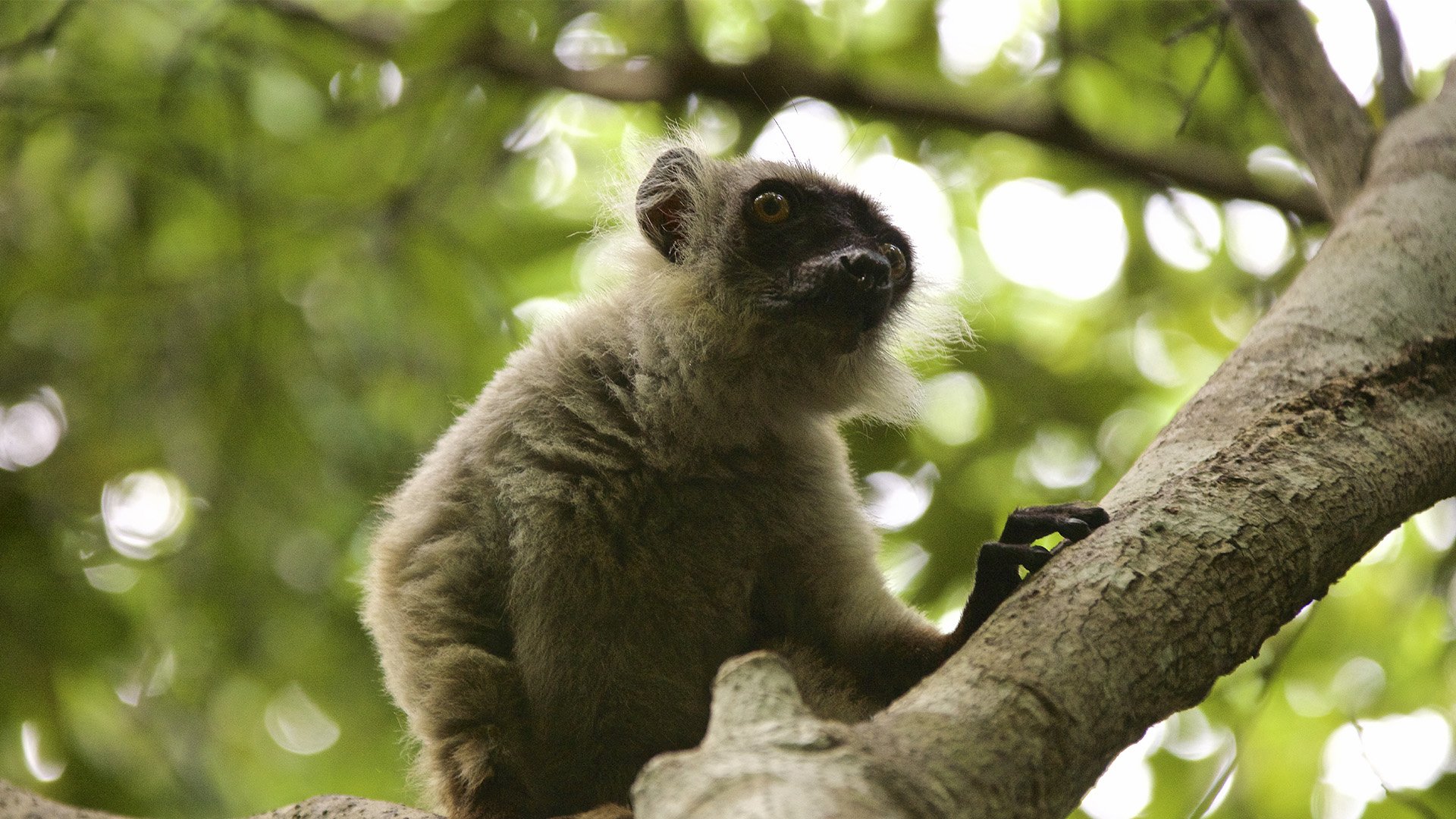 Discover Madagascar: The Ultimate Destination for Small Group Tours
