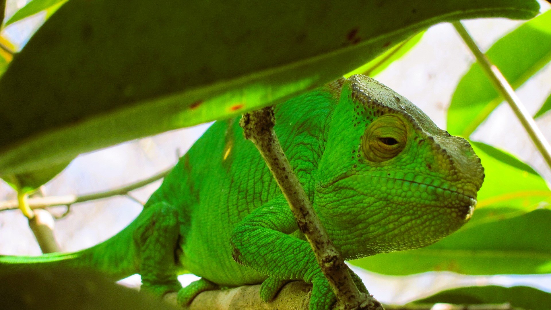 Tour to Madagascar: A Journey of Discovery