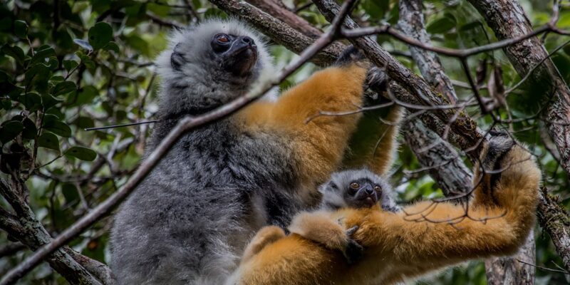 Madagascar