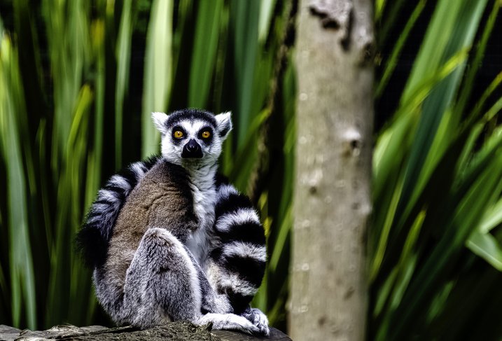 The Best Time to Visit Madagascar: A Guide to Seasons and Highlights