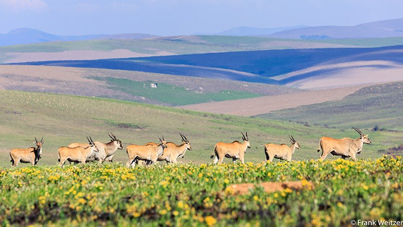 Search for big game in one of Africa’s most unspoilt and off-the-beaten-track destinations
