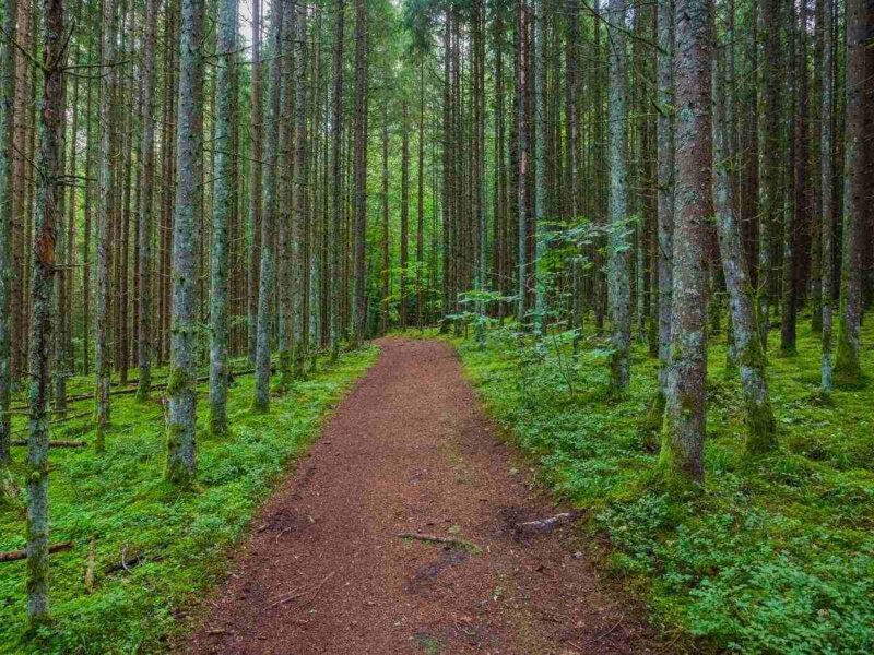 Pathway in the Forest in Gauja National Park, Latvia