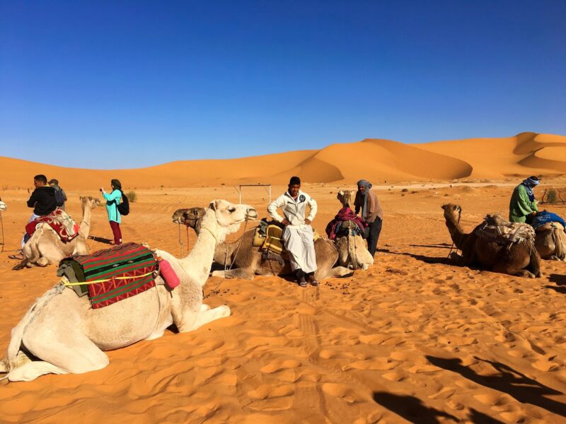 Saharan Odyssey