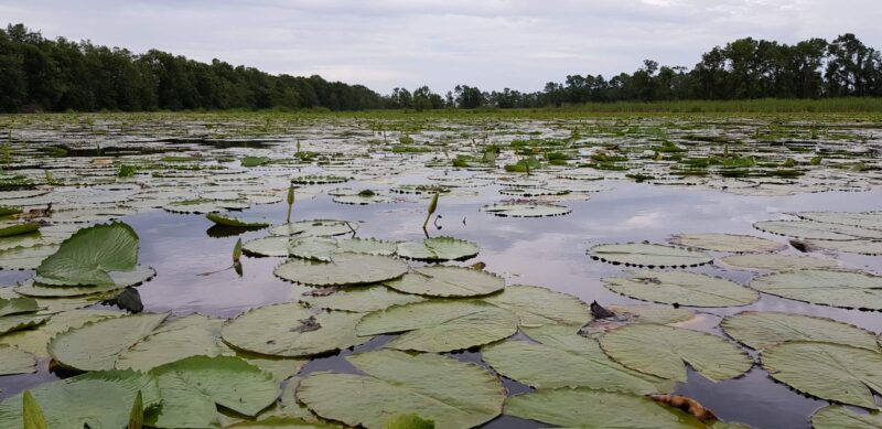 Suriname