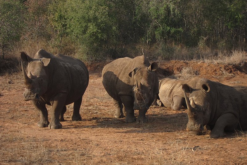 rhino and lion amongst others, so have your cameras ready. Overnight Hlane Royal National Park.