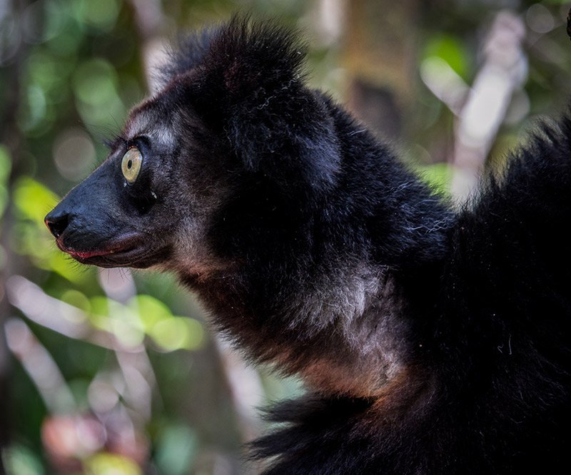 Andasibe National Park is home to some of the best of Madagascar’s wildlife, including the endangered aye-aye, bamboo lemurs, chameleons, and the indri, which was named by mistake when Pierre Sonnerat.
