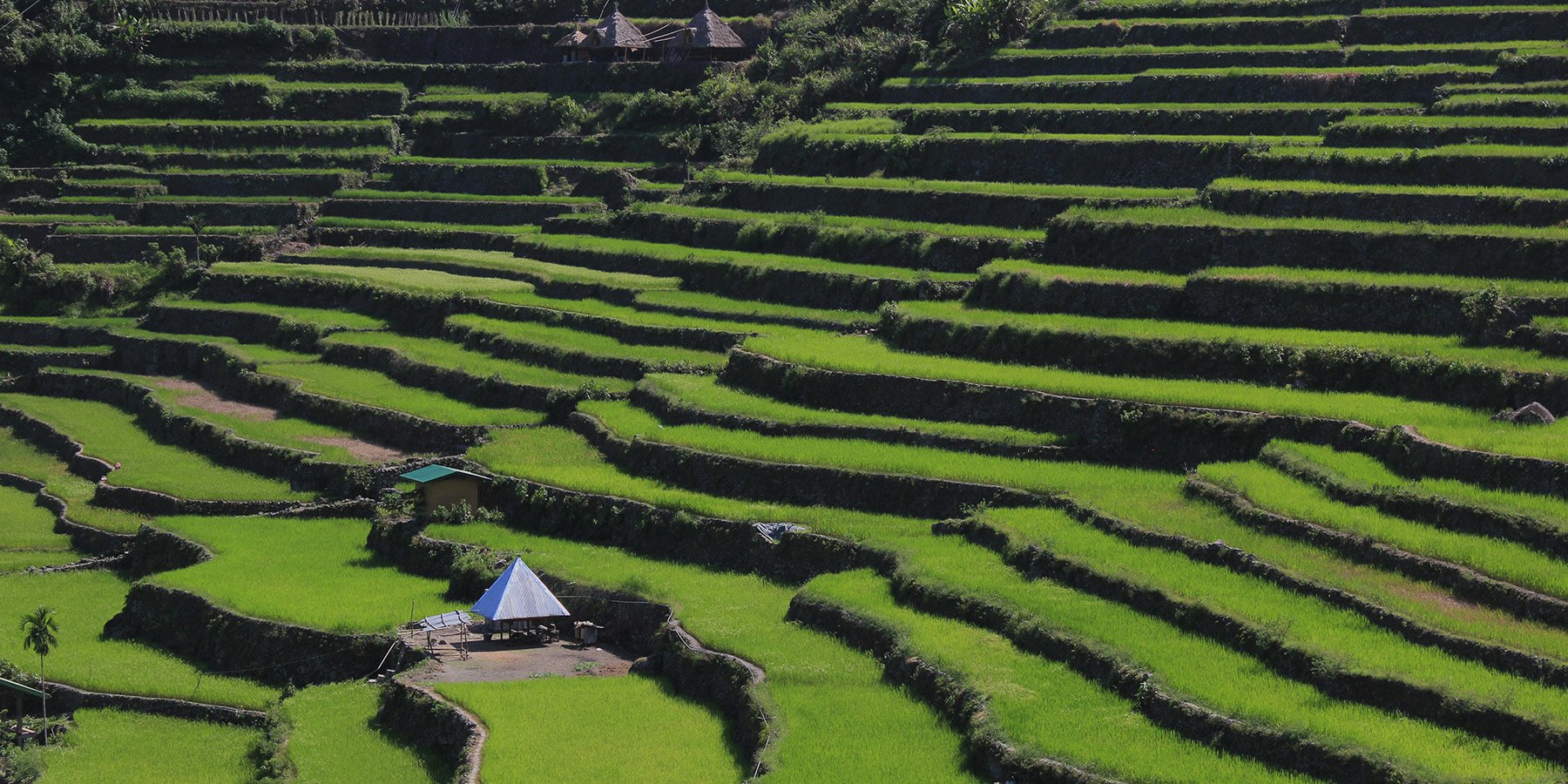 The Emerald Terraces of the Cordillera