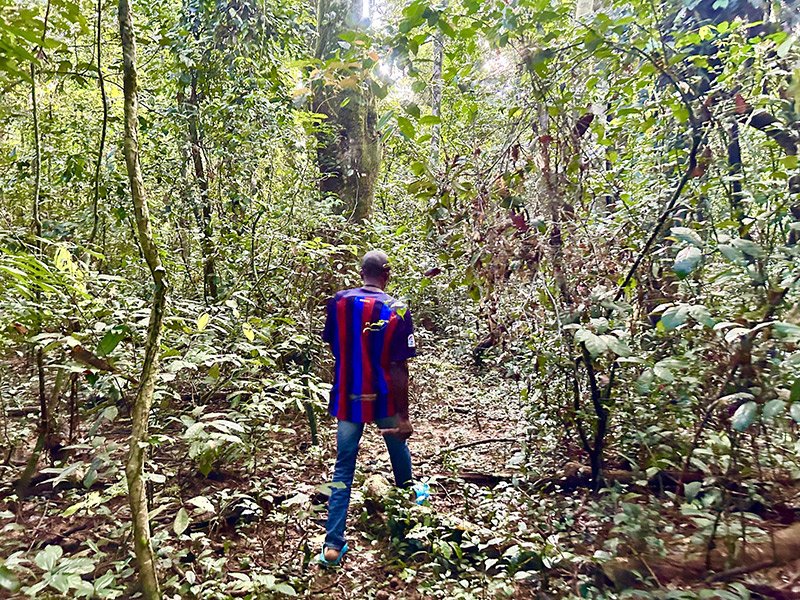 Observe the chimpanzees at the Tacugama Sanctuary