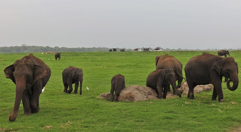 View wild elephant herds at Udawalawe National Park.