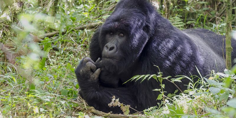 Primates of Uganda