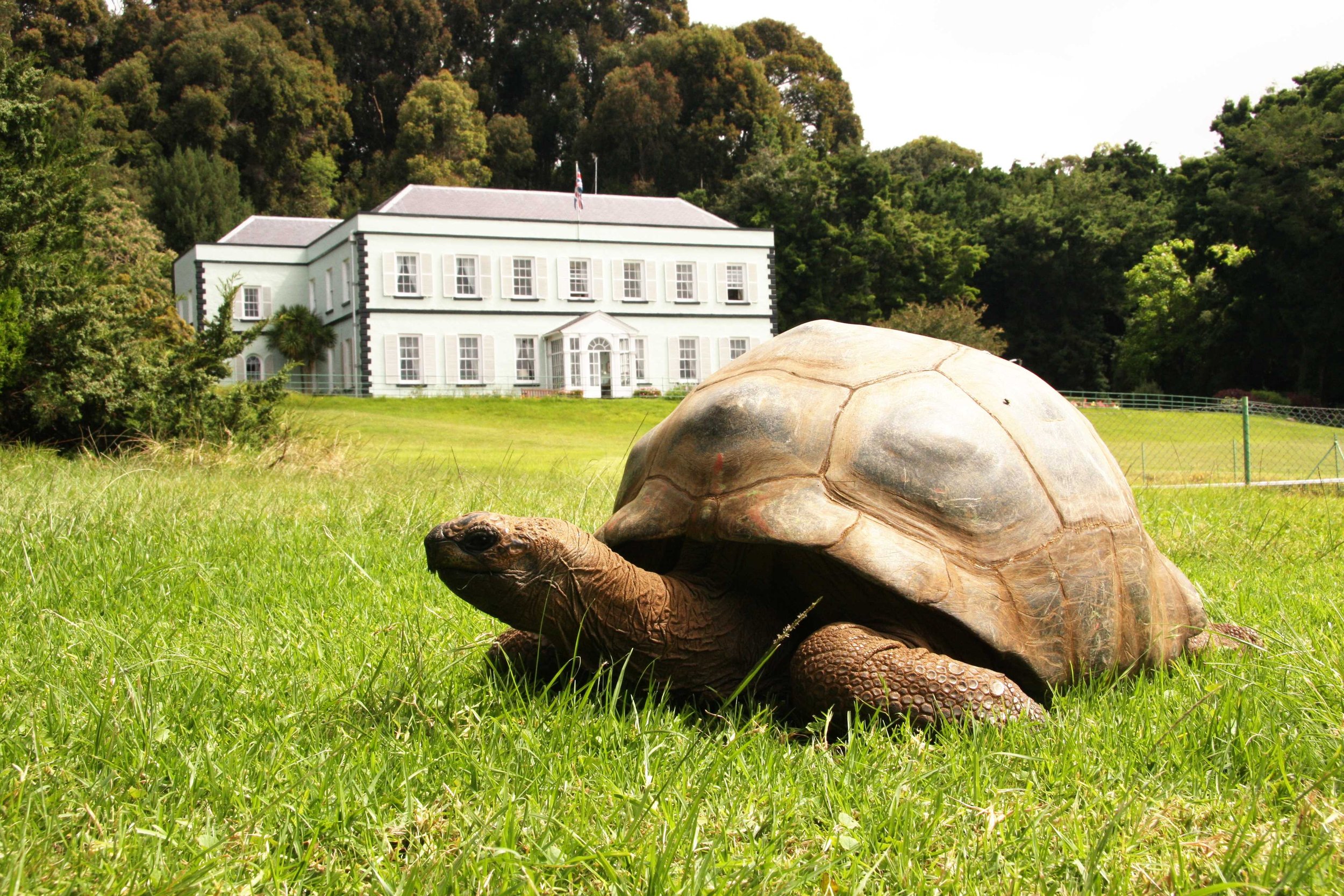 Trace the paths of Saint Helena’s famous figures like Darwin and Napoleon
