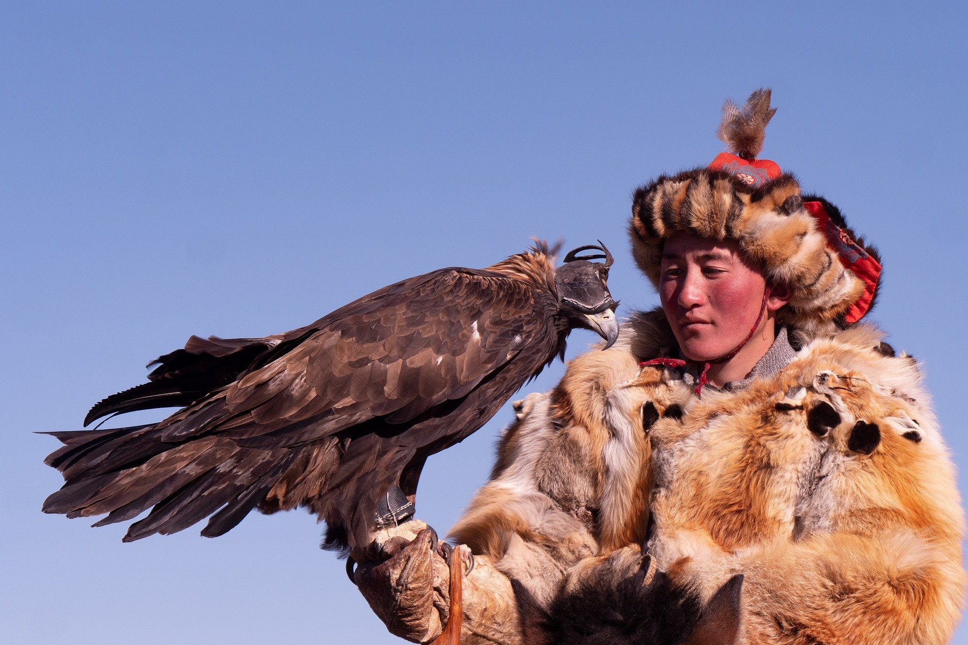Spot wildlife in the Hustai National Park                                     