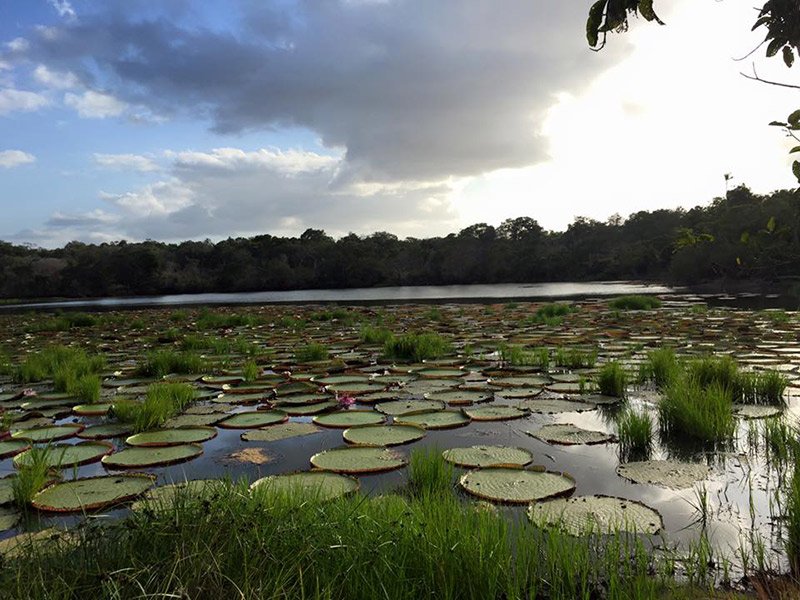 Discover the pristine rainforest of Iwokrama