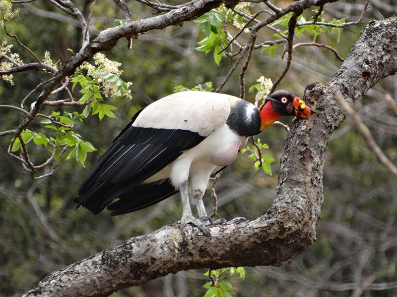 Spot some of the many birds and animals that inhabit Guyana.