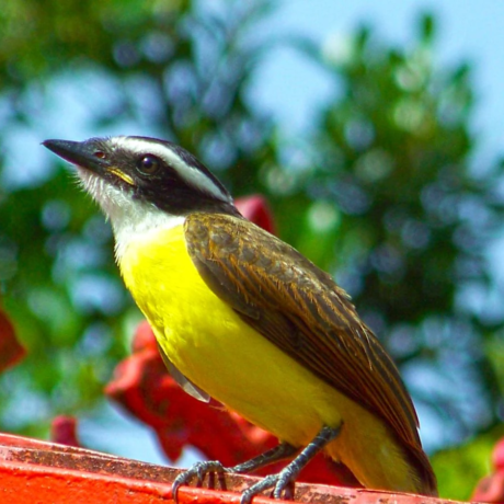 Small Group Guyana Birding Tours: A More Intimate Way to Explore the Wild