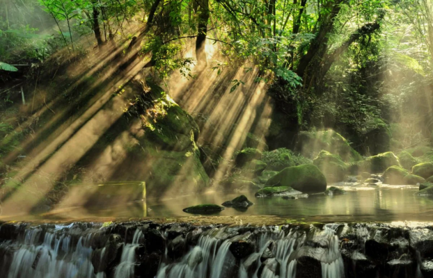 Exploring the Iwokrama Rainforest: What to See, Do, and Experience