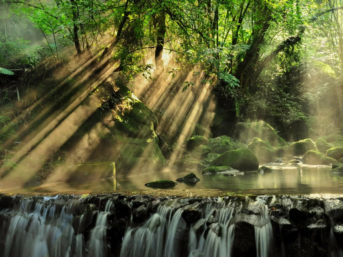 Exploring the Iwokrama Rainforest: What to See, Do, and Experience