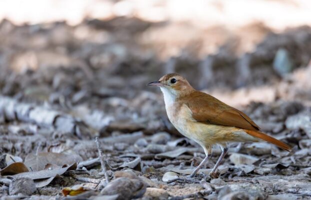 Brazil Travel Guide: Off-the-Beaten-Track Experiences
