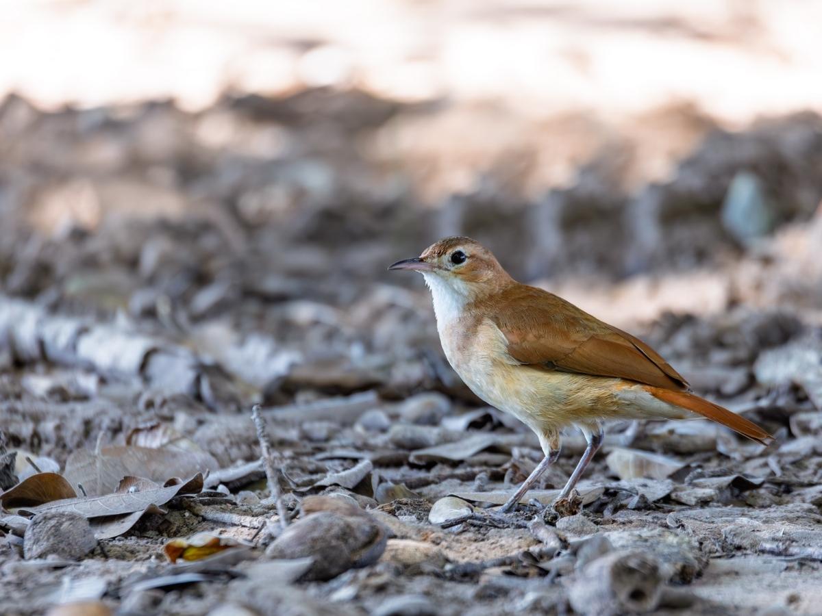 Brazil Travel Guide: Off-the-Beaten-Track Experiences