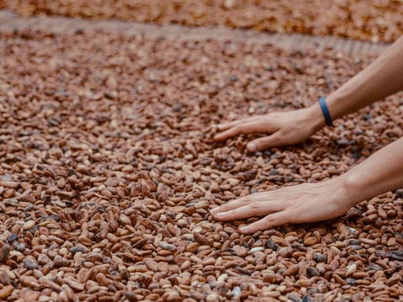 cacao beans drying process Colombia Travel Diary