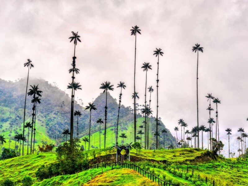 Cocora Valley wax palms Colombia