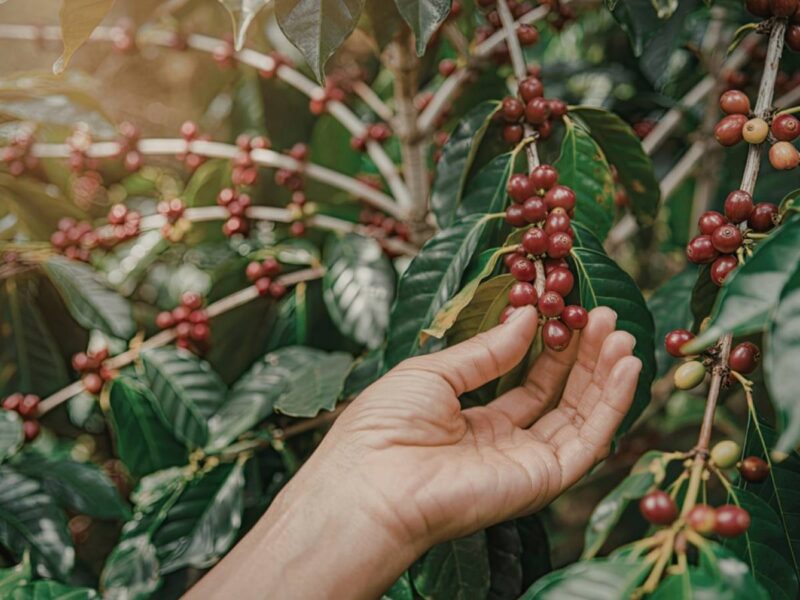 Colombia coffee farm plantation - Colombia journey