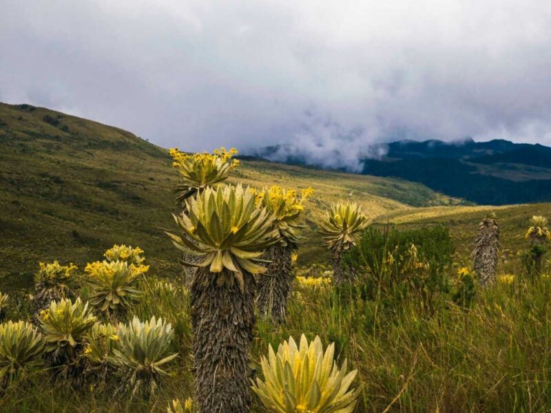 aramo landscape Colombia frailejones - A Colombian Journey
