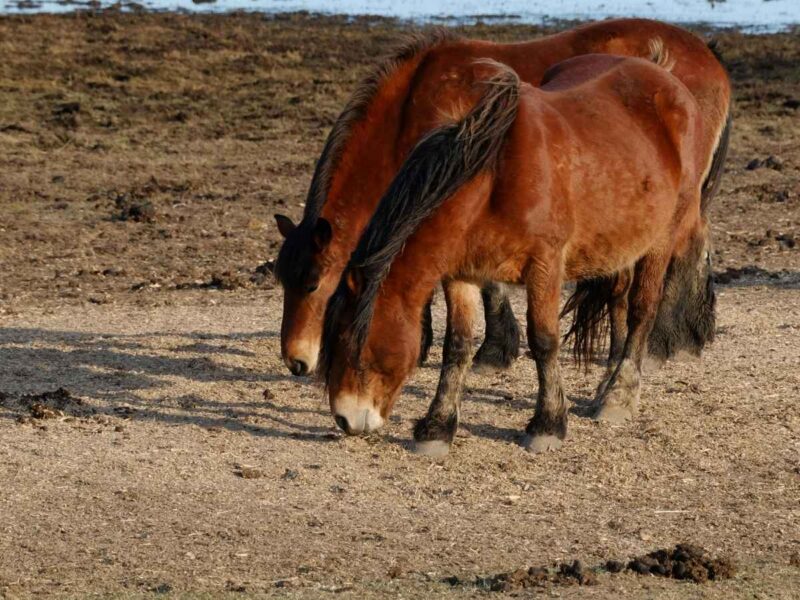 Przewalski horse Mongolia wild