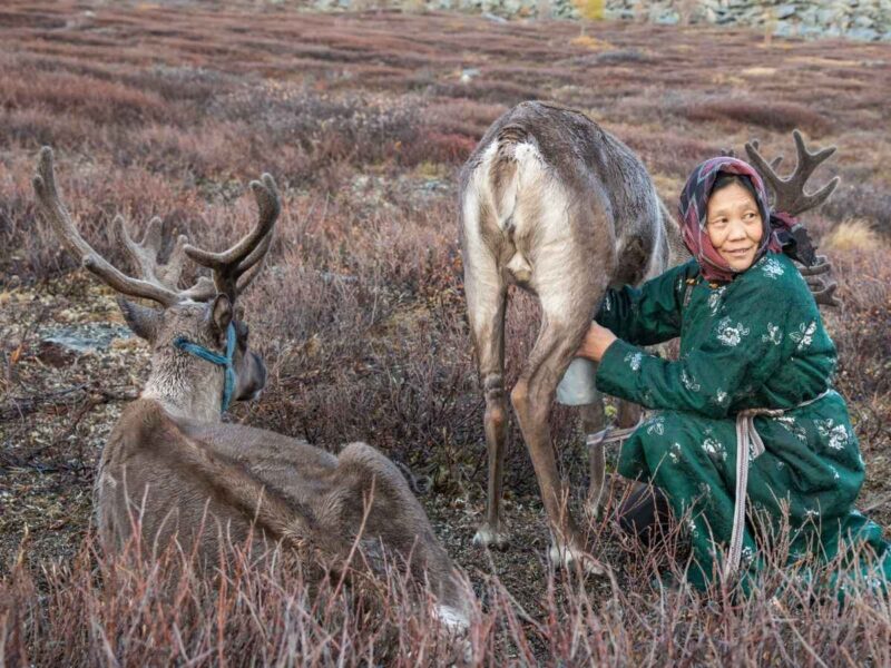 Tsaatan reindeer herders Mongolia
