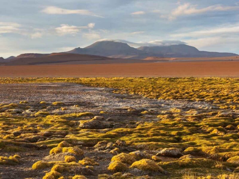 Health Precautions, Food, and Travel Essentials