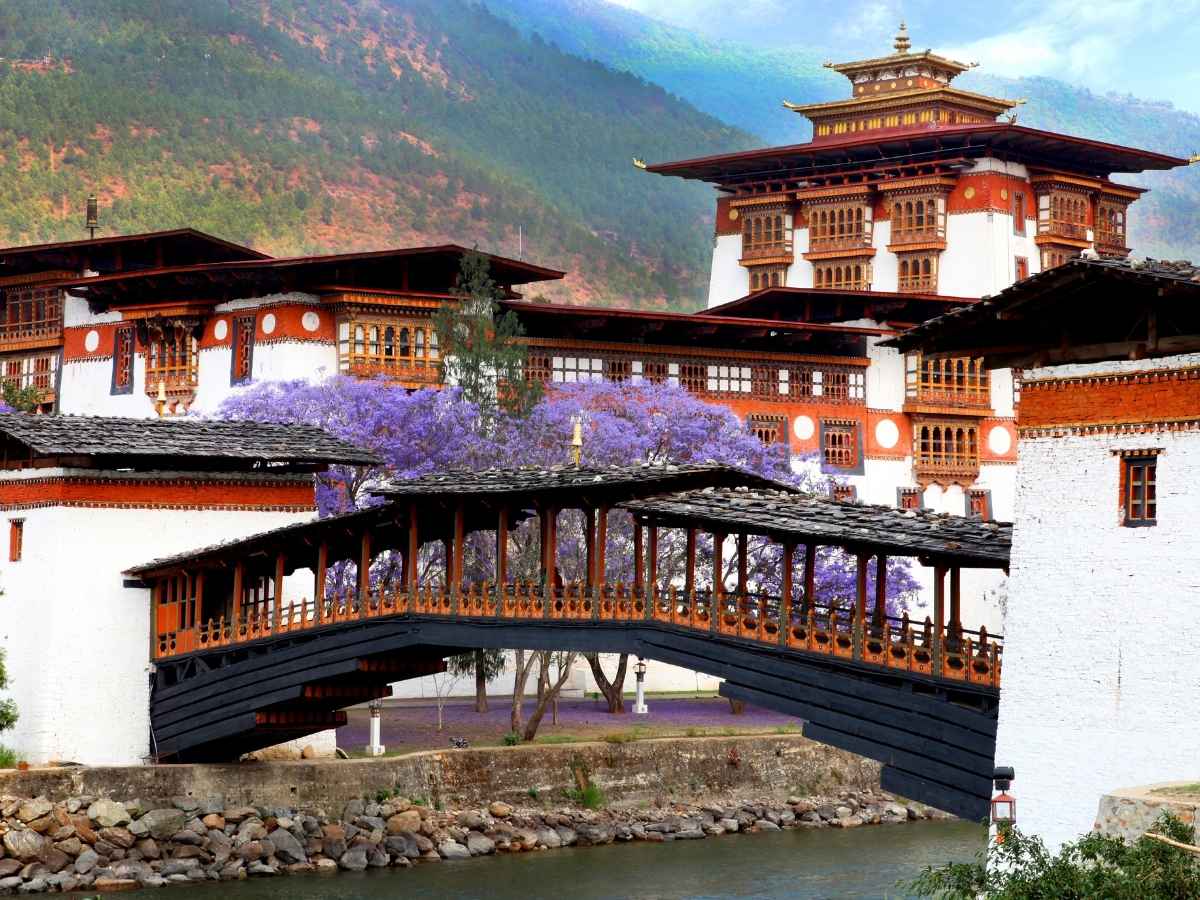 Bhutan dzong jacaranda