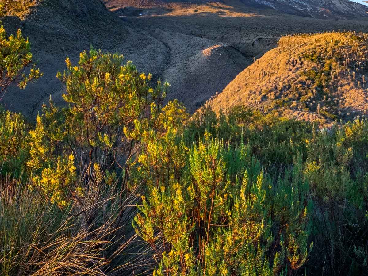 Los Nevados National Park: Colombia