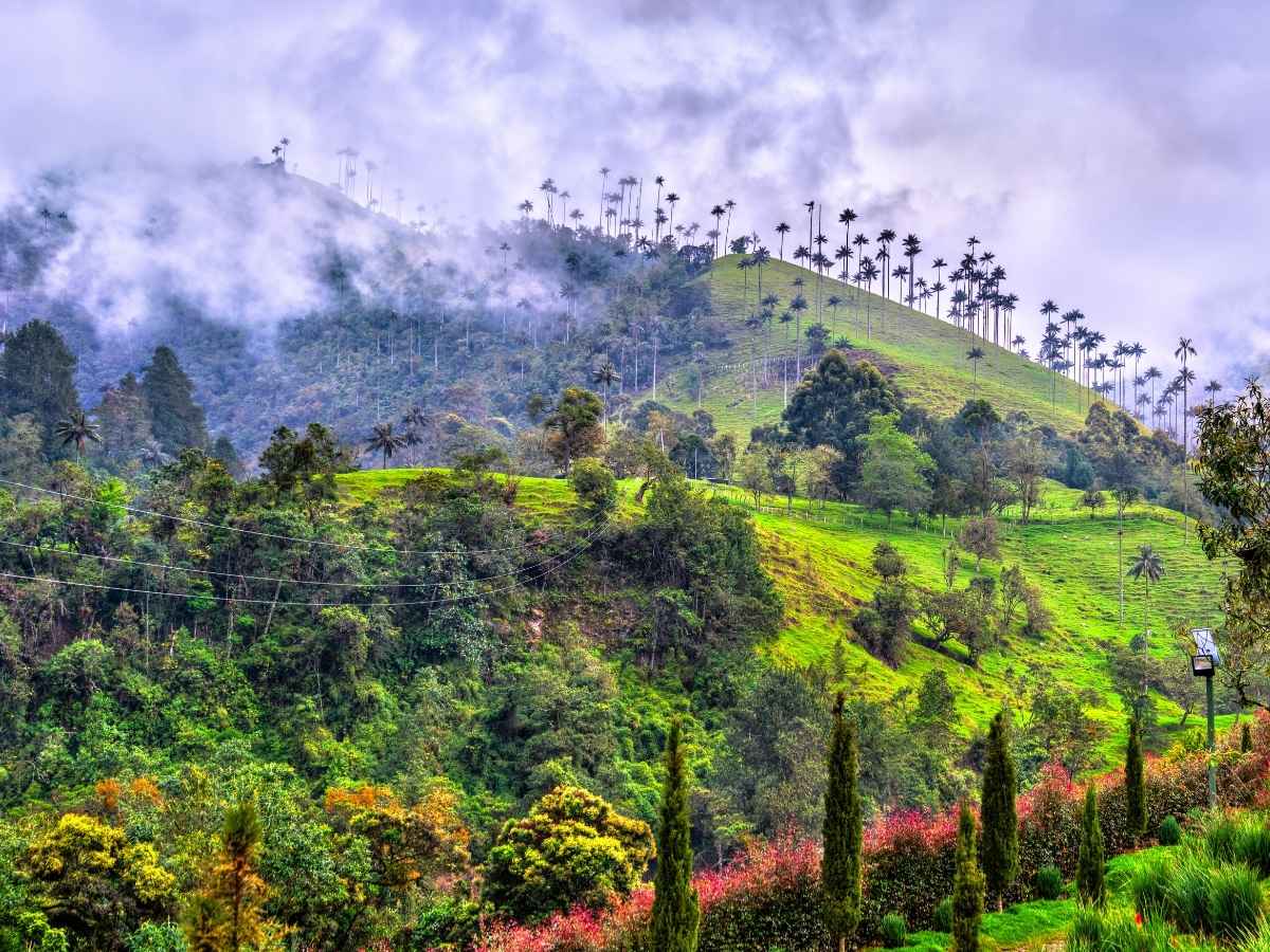 The Coffee Region: Colombia's Green Heart