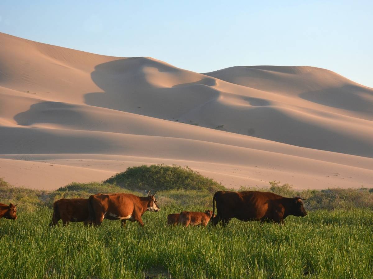 Khongor Sand Dunes