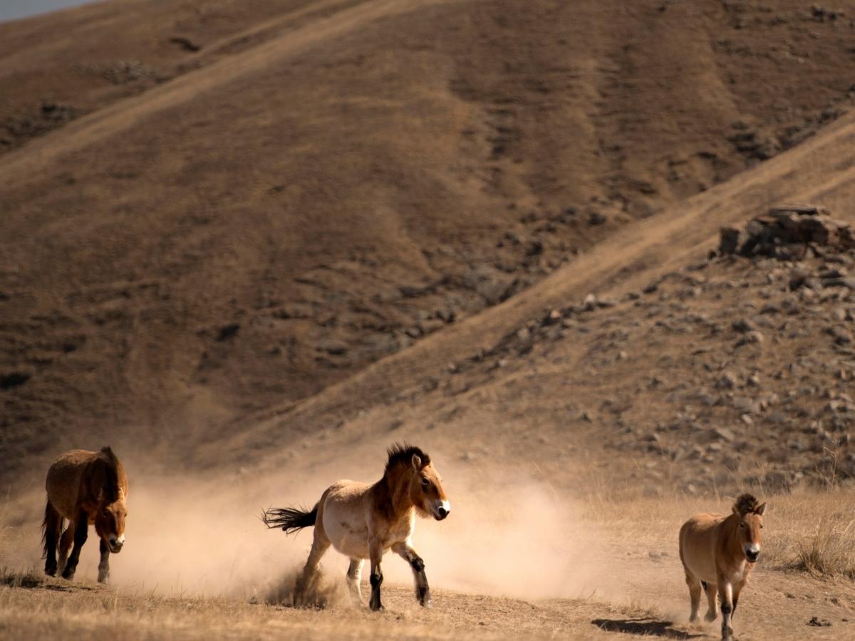 Hustai National Park — Where the Wild Horse Roams