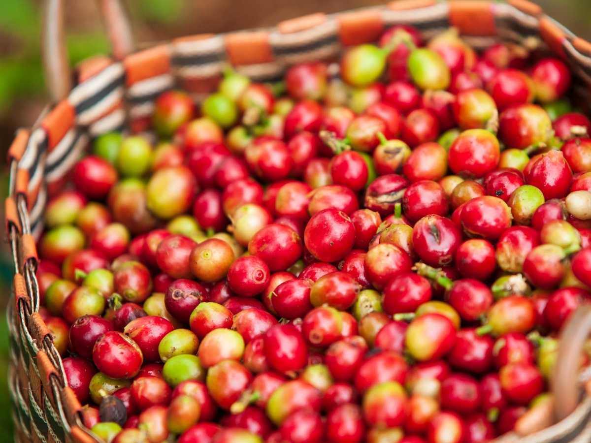 Coffee on the Bolaven Plateau